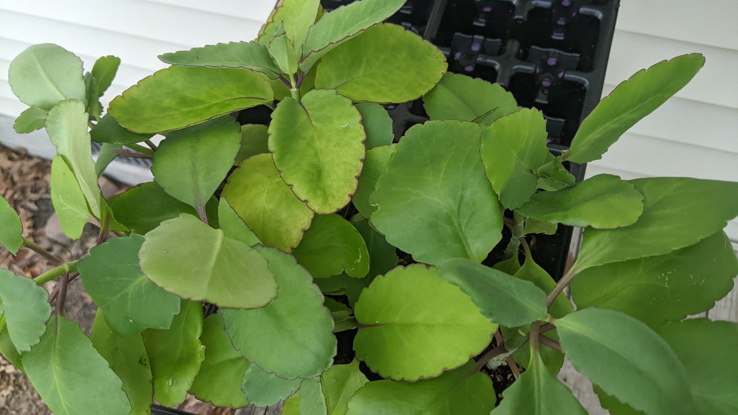 Leaf Of Life | Bryophyllum Pinnatum