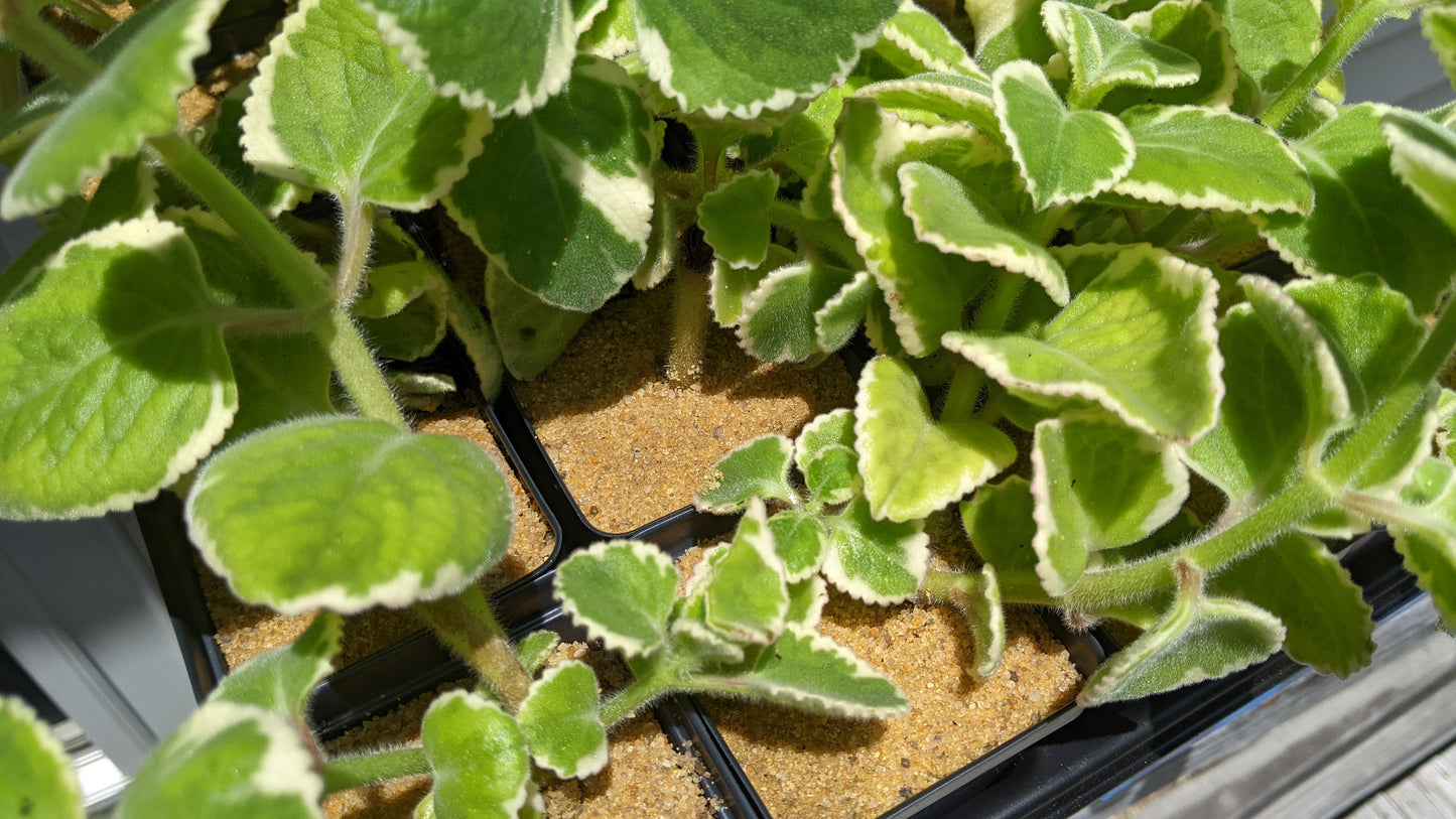 Cuban Oragano (Varigated) | Plectranthus Amboinicus