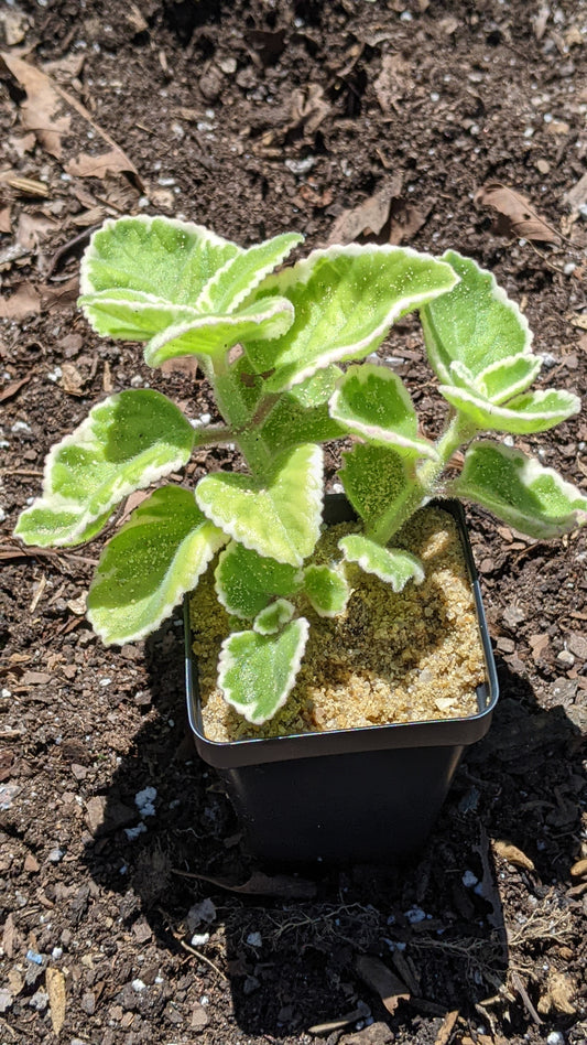 Cuban Oragano (Varigated) | Plectranthus Amboinicus