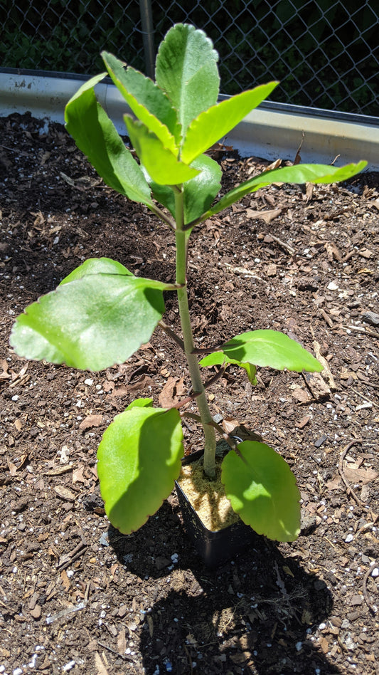 Leaf Of Life | Bryophyllum Pinnatum