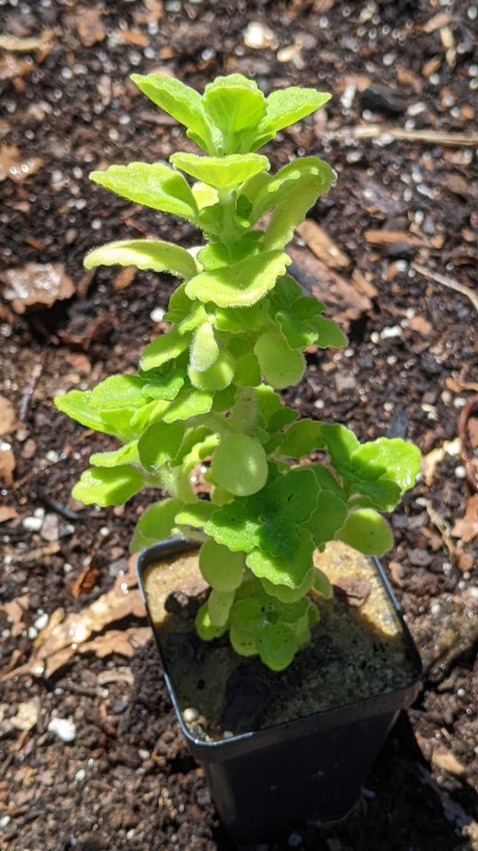 Vicks Plant | Plectranthus Tomentosa